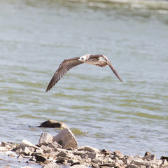seagull in flight