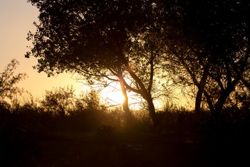Obraz na płótnie Canvas branches of a tree at sunset