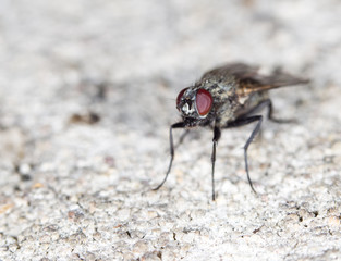 fly. close-up