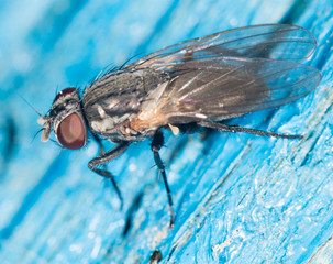 fly. close-up