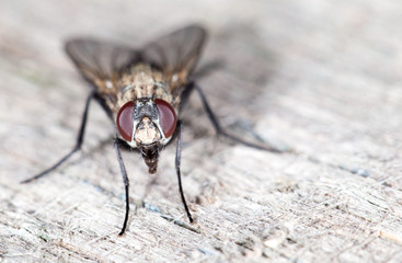 fly. close-up