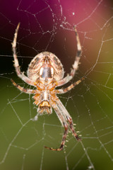spider. Super Macro