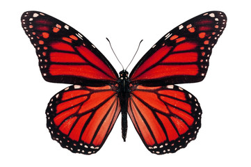Naklejka premium Red Butterfly