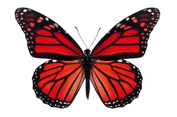 Crédence de cuisine en verre imprimé Papillon Red Butterfly