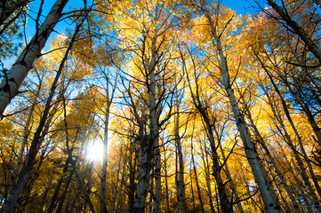 Fototapeta premium autumn aspen trees