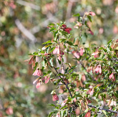 Maple Sycamore Acer Rubrum Winged Seeds