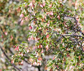 Maple Sycamore Acer Rubrum Winged Seeds