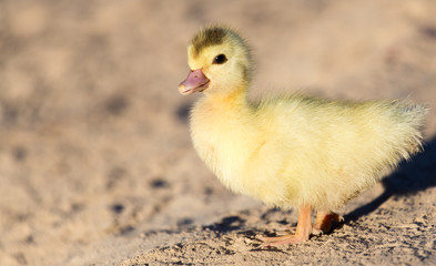 little duckling in nature