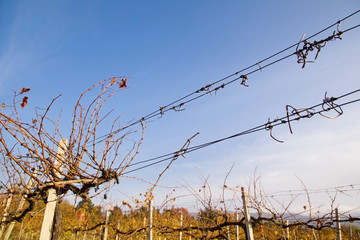 Barbed wire on a vineyard