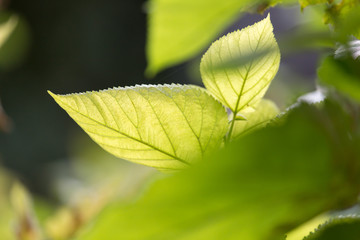 leaves on the tree in nature