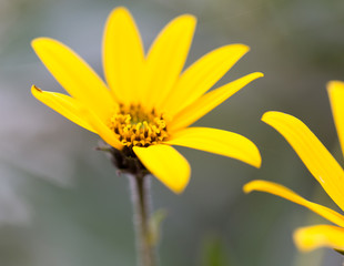 yellow flower in nature