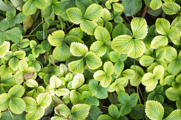 strawberry leaves as a background