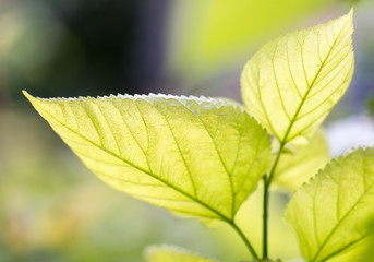 leaves on the tree in nature