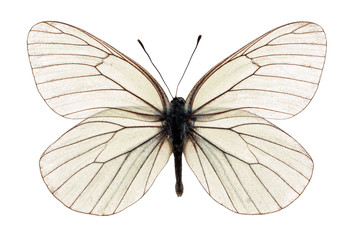 Obraz premium white butterfly