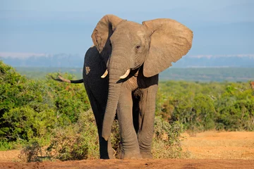 Küchenrückwand glas motiv Afrikanischer Elefant, Addo Elephant National Park © EcoView