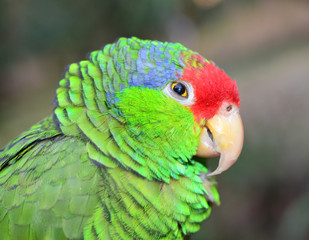 Amazon Parrot