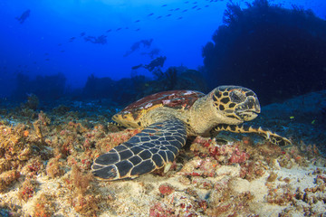 Hawksbill Sea Turtle and Scuba divers