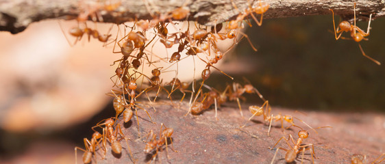 Ant bridge unity