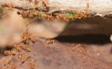 Ant bridge unity