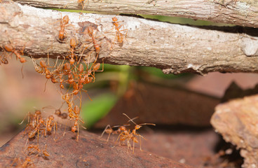 Ant bridge unity