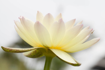Fototapeta premium Yellow lotus flower
