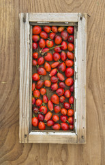 wild rose hips in small window frame