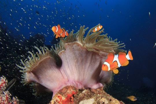 Clownfish (Nemo Fish) And Anemone