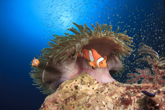Fototapeta Clownfish (Nemo fish) and anemone