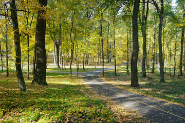 Fallen leaves in autumn park