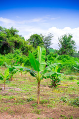 Fototapeta na wymiar Banana tree in Thailand