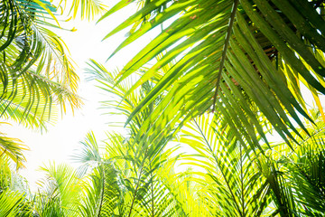 Fototapeta na wymiar Sun over green palm leaves