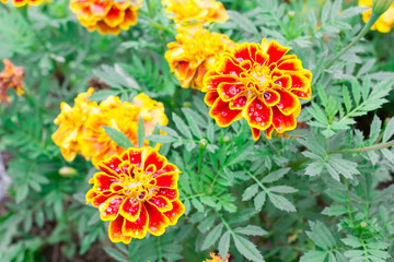 Close up yellow marigold in with nature vivid color.