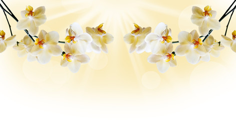 Panele Szklane Podświetlane  Piękna biała orchidea