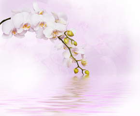 Beautiful white orchid © Kotangens