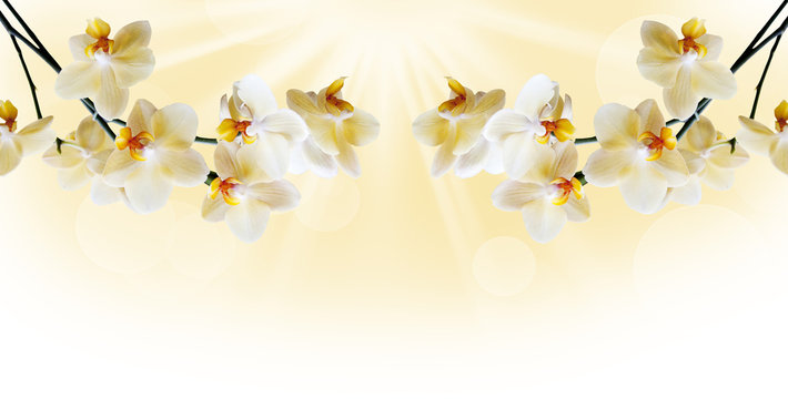 Fototapeta Beautiful white orchid