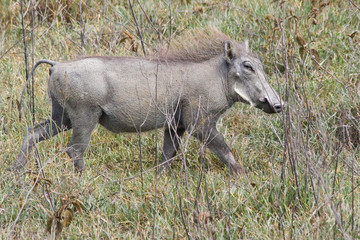 Warthog Trotting in the Grass