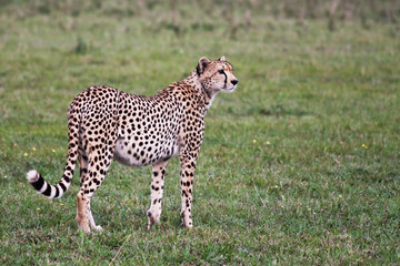 Naklejka premium Alert Cheetah in Grumeti Reserves