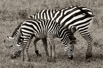 Fototapeta na wymiar Zebra and Foal Grazing