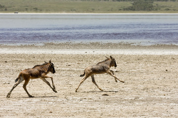 Orphaned Baby Wildebeests Running in Serengeti