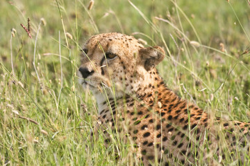 Cheetah Hiding in Tall Grass in Tanzania