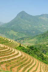 Fototapeta premium Rice terraces in Vietnam