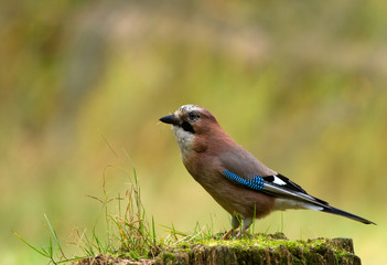 Europan jay (Garullus glandarius)