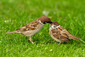 Tree sparrow ( Passer montanus)