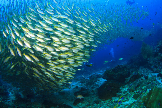 Fish school snappers