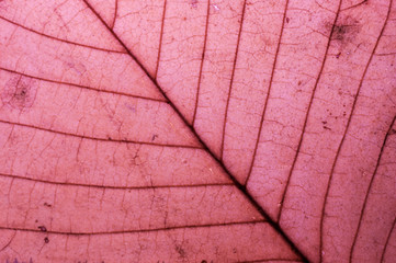 leaf macro pattern of yellow