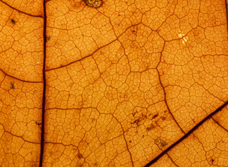 Obraz premium leaf macro pattern of yellow