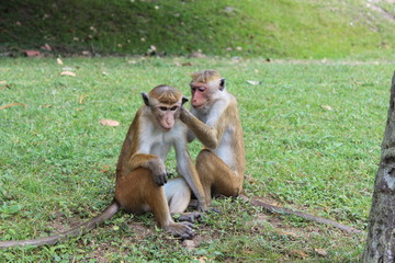 Fototapeta premium Monkey Love