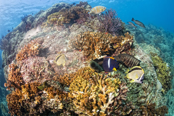 Fototapeta na wymiar diving in colorful reef underwater