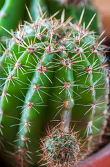 Green cactus with spikes