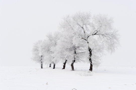 Trees in frost and landscape in snow against blue sky